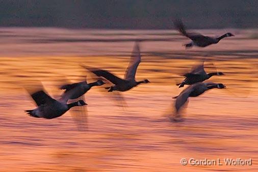 Geese Dawn Takeoff_50456.jpg - Canada Geese (Branta canadensis) photographed along the Scugog River near Lindsay, Ontario, Canada.